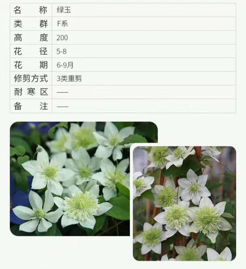 铁线莲爬藤盆栽花卉进口耐寒阳台铁线莲苗庭院四季开花