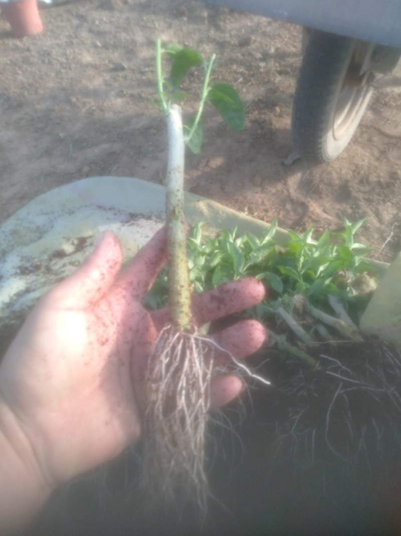 夜来香花树苗四季开驱蚊盆栽植物阳台庭院花卉室外绿植当年开