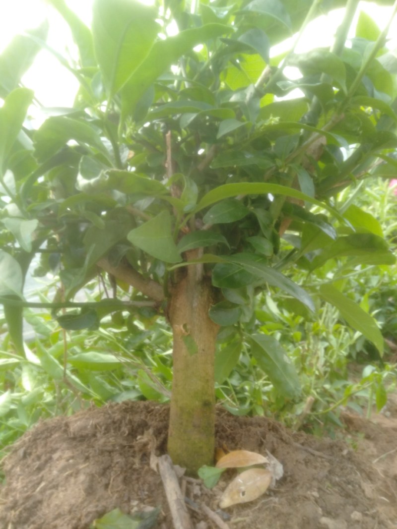 夜来香花树苗四季开驱蚊盆栽植物阳台庭院花卉室外绿植当年开