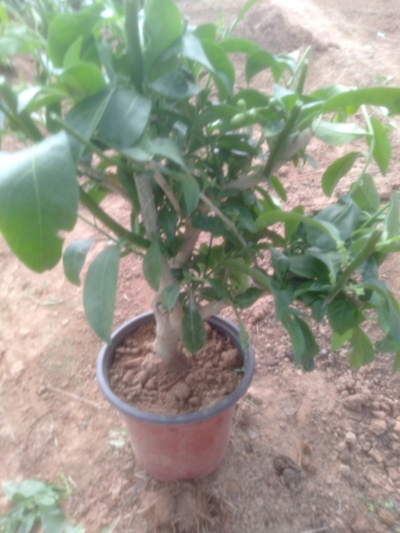 夜来香花树苗四季开驱蚊盆栽植物阳台庭院花卉室外绿植当年开