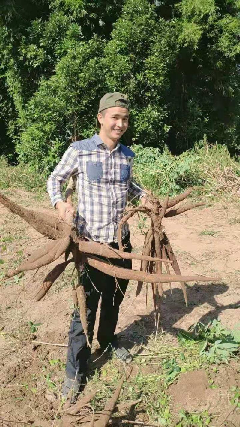 广西特产新鲜黄心木薯粉香糯板栗木薯黄肉木薯面包木薯