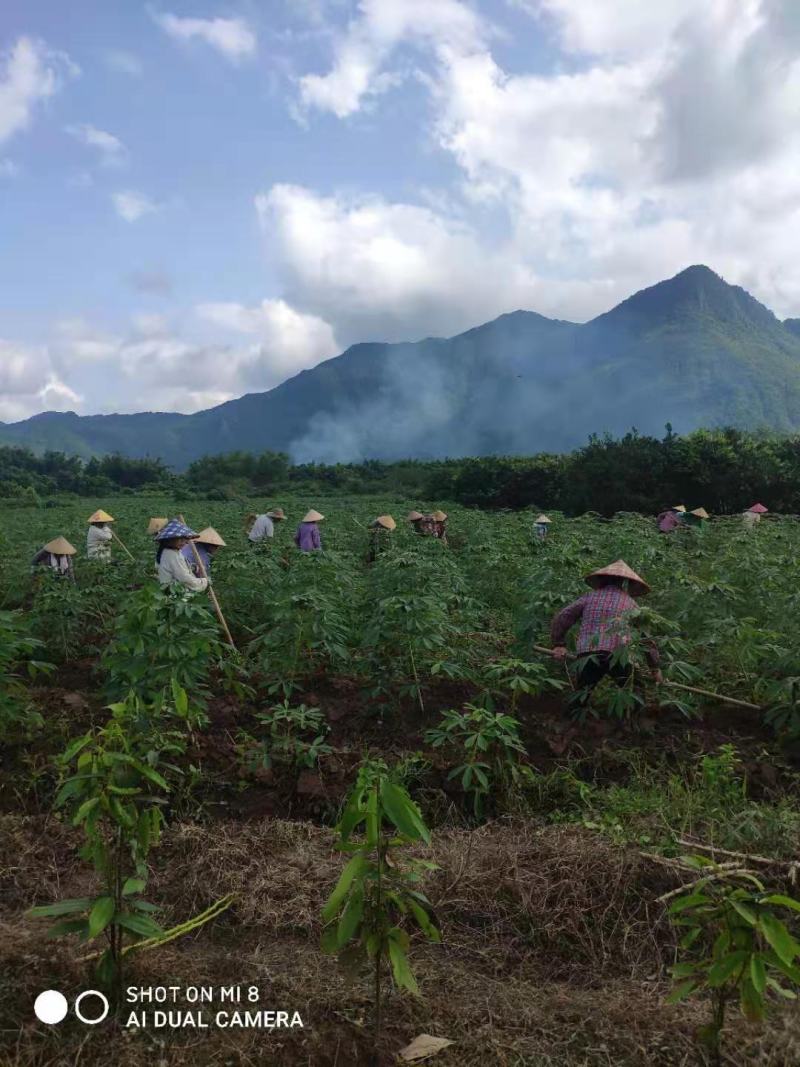 广西特产新鲜黄心木薯粉香糯板栗木薯黄肉木薯面包木薯