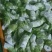 四川特菜精品儿菜北京货