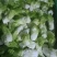 四川特菜精品儿菜北京货