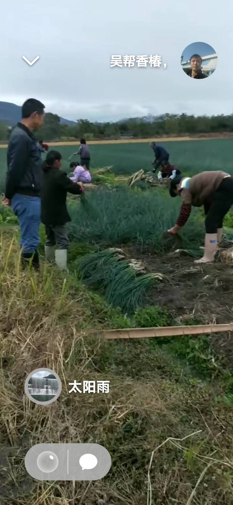 藠头大量上市，欢迎批发商来电洽谈业务