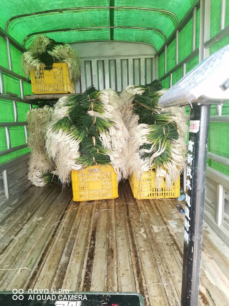 藠头大量上市，欢迎批发商来电洽谈业务