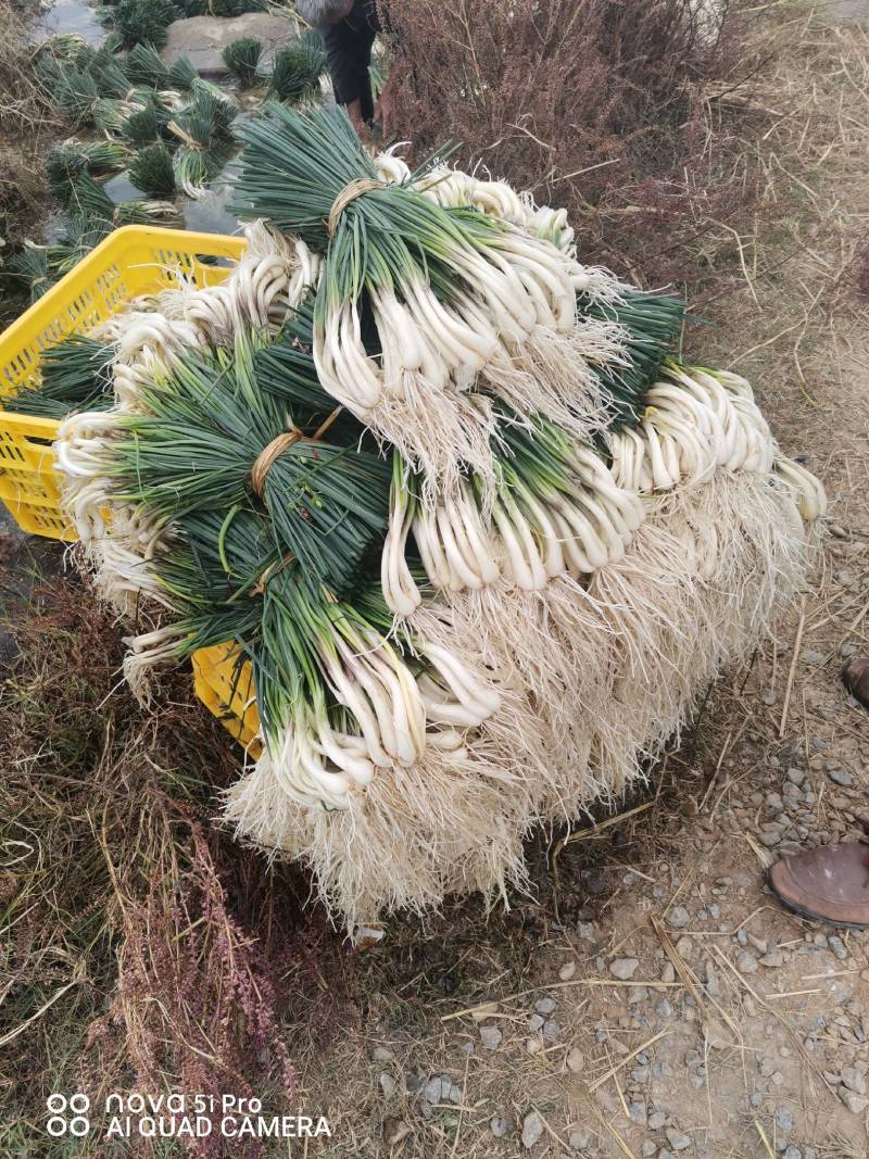 藠头大量上市，欢迎批发商来电洽谈业务