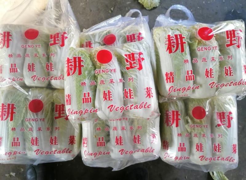 产地直销娃娃菜，大娃菜颜色鲜，质量好，个头均衡，发货全国