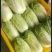 产地直销娃娃菜，大娃菜颜色鲜，质量好，个头均衡，发货全国
