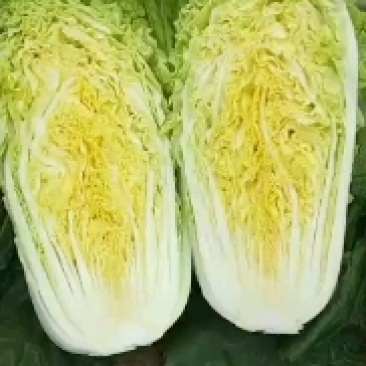 产地直销娃娃菜，大娃菜颜色鲜，质量好，个头均衡，发货全国