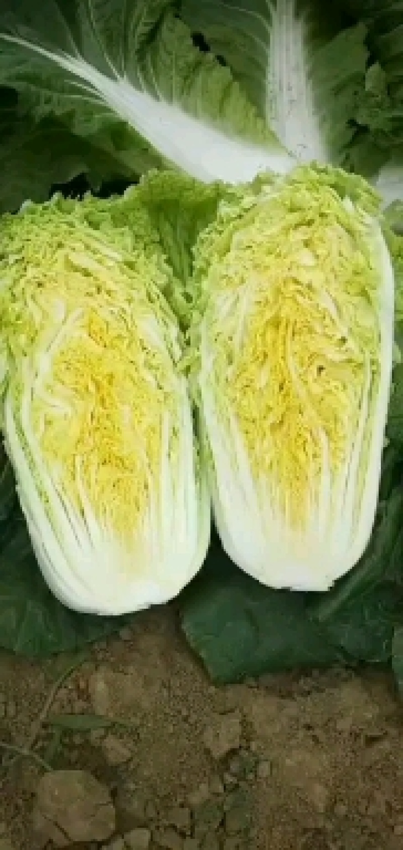 产地直销娃娃菜，大娃菜颜色鲜，质量好，个头均衡，发货全国