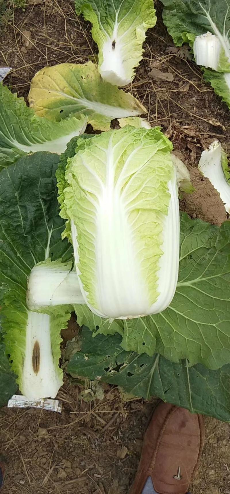 产地直销娃娃菜，大娃菜颜色鲜，质量好，个头均衡，发货全国
