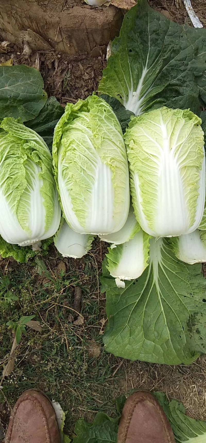 产地直销娃娃菜，大娃菜颜色鲜，质量好，个头均衡，发货全国