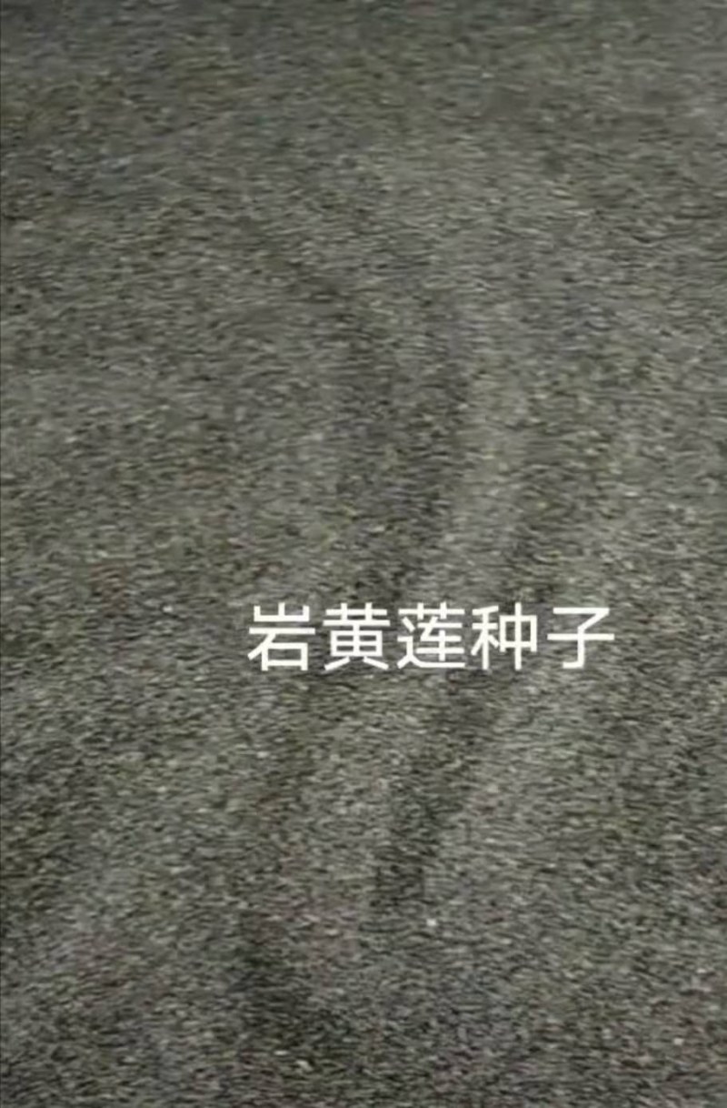 岩黄连种子纯野生岩黄连种子湖南野生岩黄连