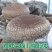 原始森林秦岭太白山花菇香菇一件代发