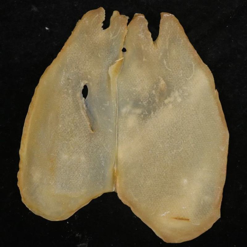 大量现货批发大响螺肉片新鲜醇香味道鲜美无比堪比鲍鱼肉质肥