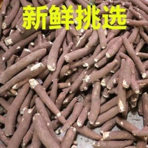 广西特产新鲜黄心木薯粉香糯板栗木薯黄肉木薯面包木薯
