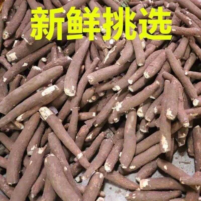 广西特产新鲜黄心木薯粉香糯板栗木薯黄肉木薯面包木薯