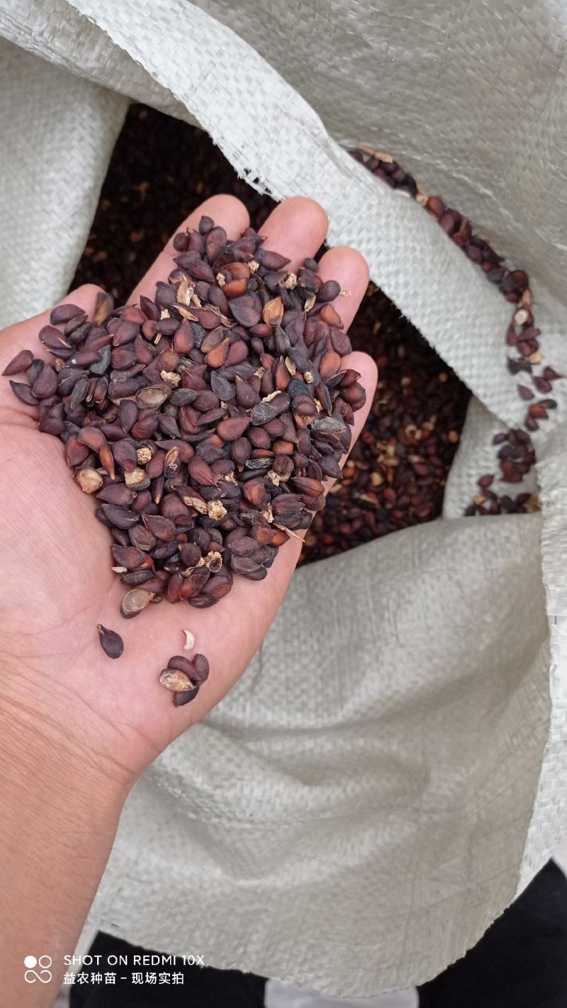 杜梨种子，梨种子，棠梨种子，种子，安徽山东河南酥梨树种子