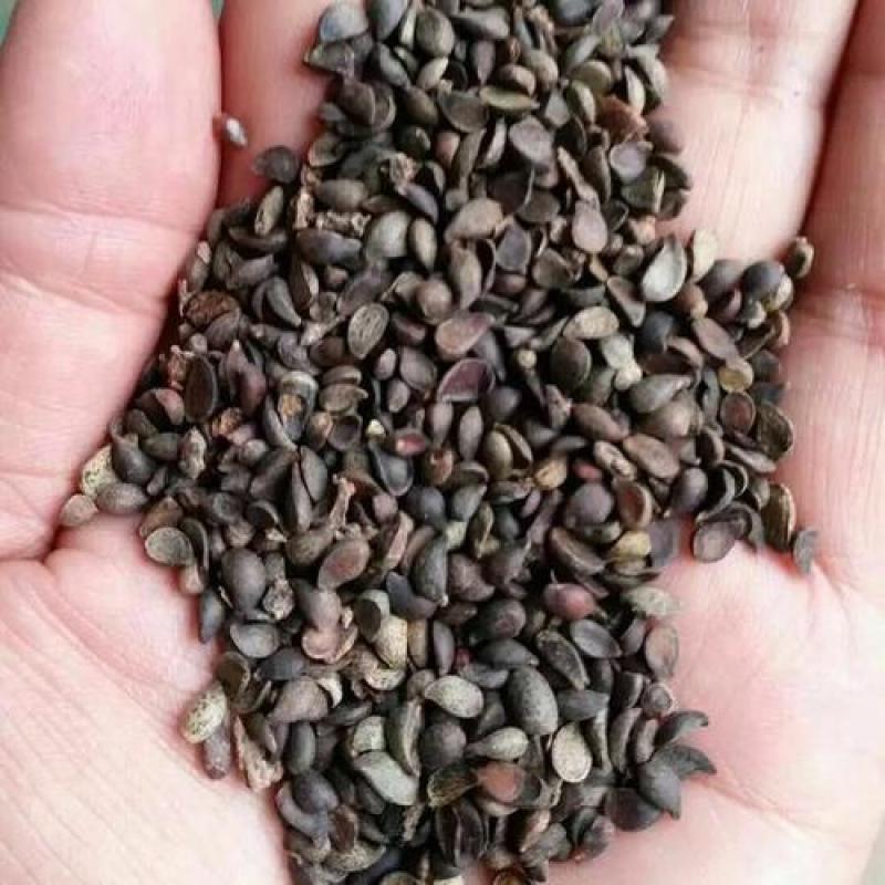 杜梨种子，梨种子，棠梨种子，种子，安徽山东河南酥梨树种子