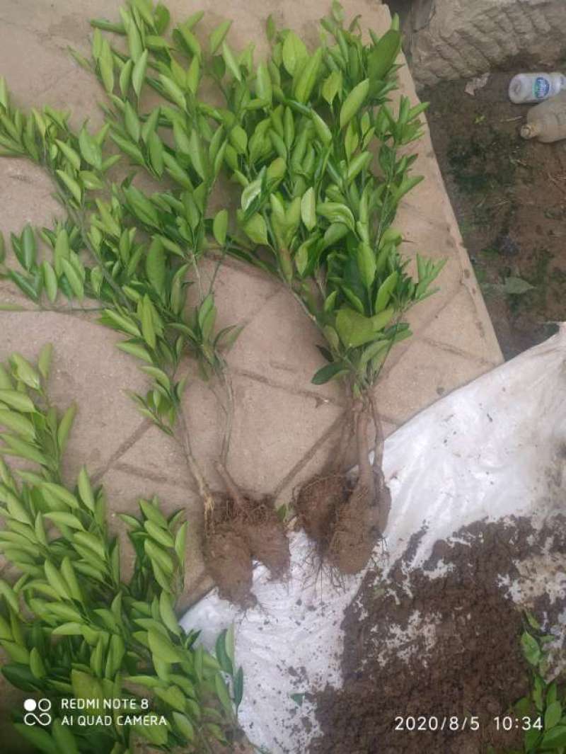 塔罗科血橙苗，果肉红润，水分足，基地直供