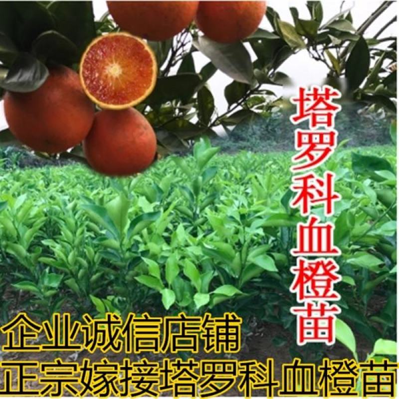 塔罗科血橙苗，果肉红润，水分足，基地直供