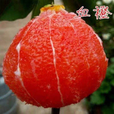 塔罗科血橙苗，果肉红润，水分足，基地直供