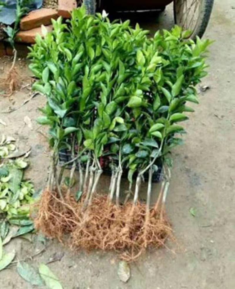 塔罗科血橙苗，果肉红润，水分足，基地直供
