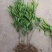 塔罗科血橙苗，果肉红润，水分足，基地直供