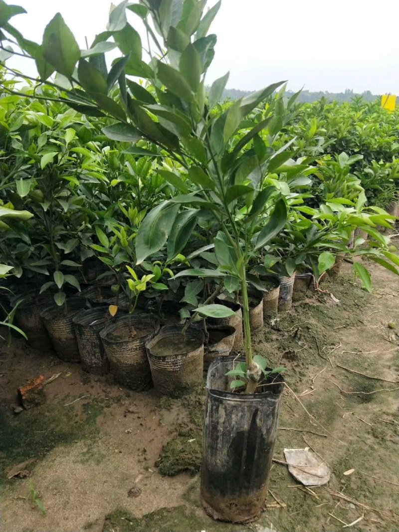甘平柑橘苗，晚熟，糖度高，易薄皮，大果形，丰产量好。