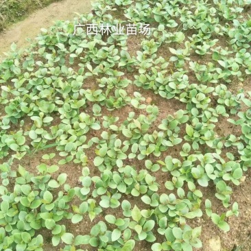 大红八角种苗有实生苗、嫁接苗