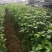 大红八角种苗有实生苗、嫁接苗
