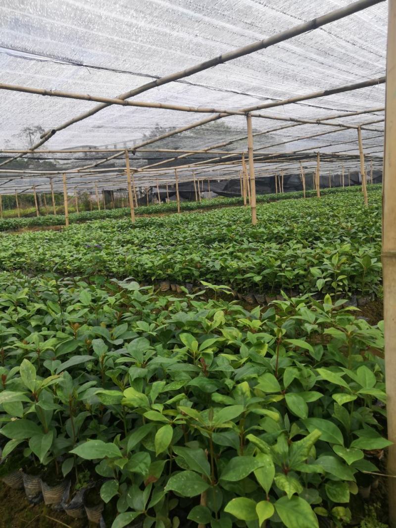 大红八角种苗有实生苗、嫁接苗
