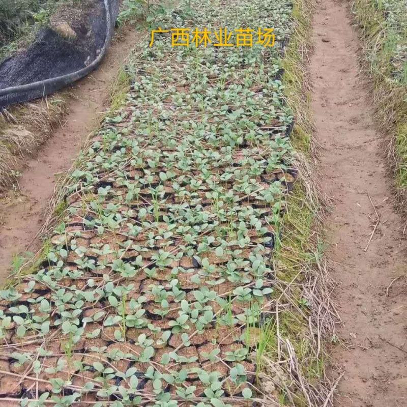 大红八角种苗有实生苗、嫁接苗