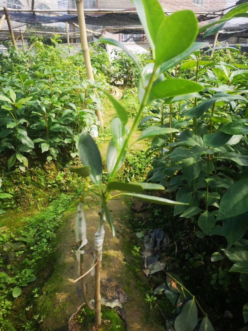 大红八角种苗有实生苗、嫁接苗