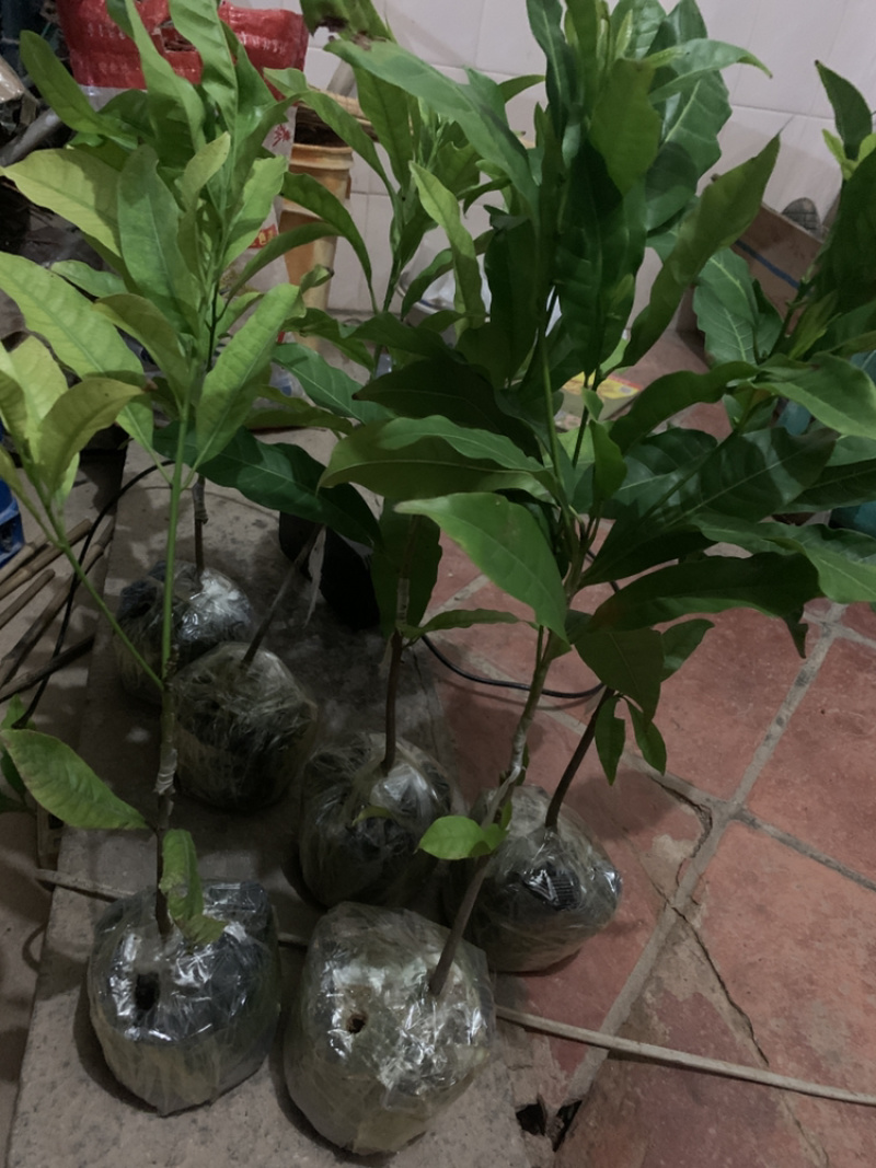 带花早生四季黄晶果冬蜜品种嫁接苗.小小一棵基本都来花