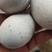 松花蛋，皮蛋，无铅松花蛋，赶集松花蛋，精品松花皮蛋