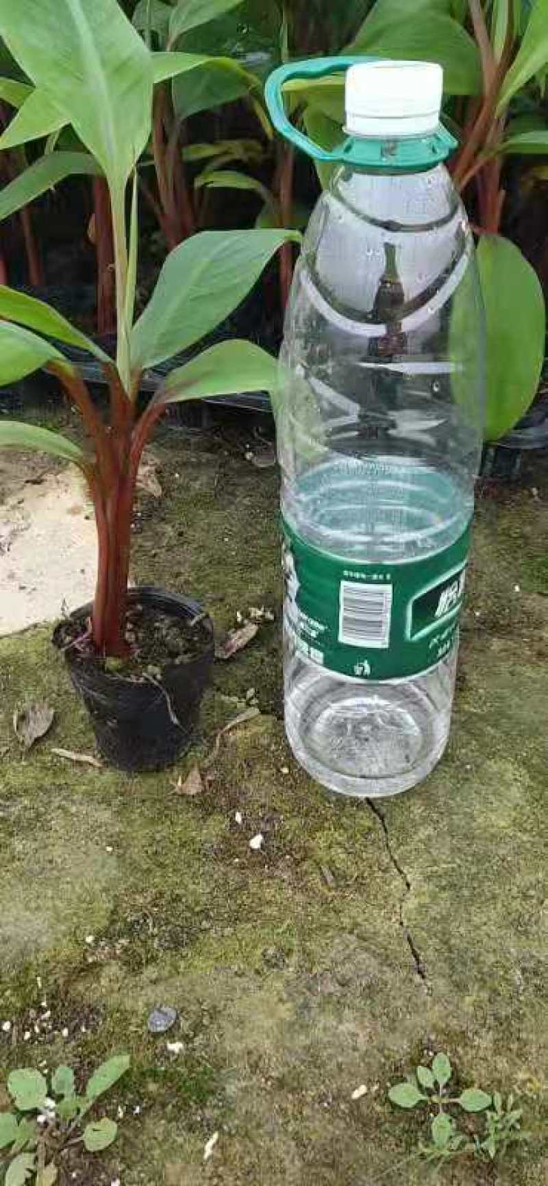 威廉斯b6香蕉苗/巴西蕉苗/南天黄香蕉苗/广东香蕉苗/