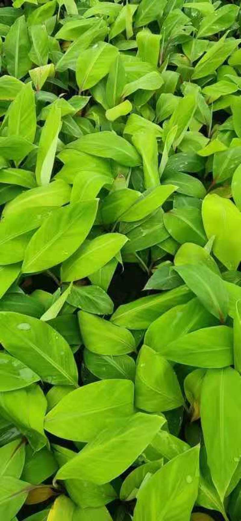威廉斯b6香蕉苗/巴西蕉苗/南天黄香蕉苗/广东香蕉苗/