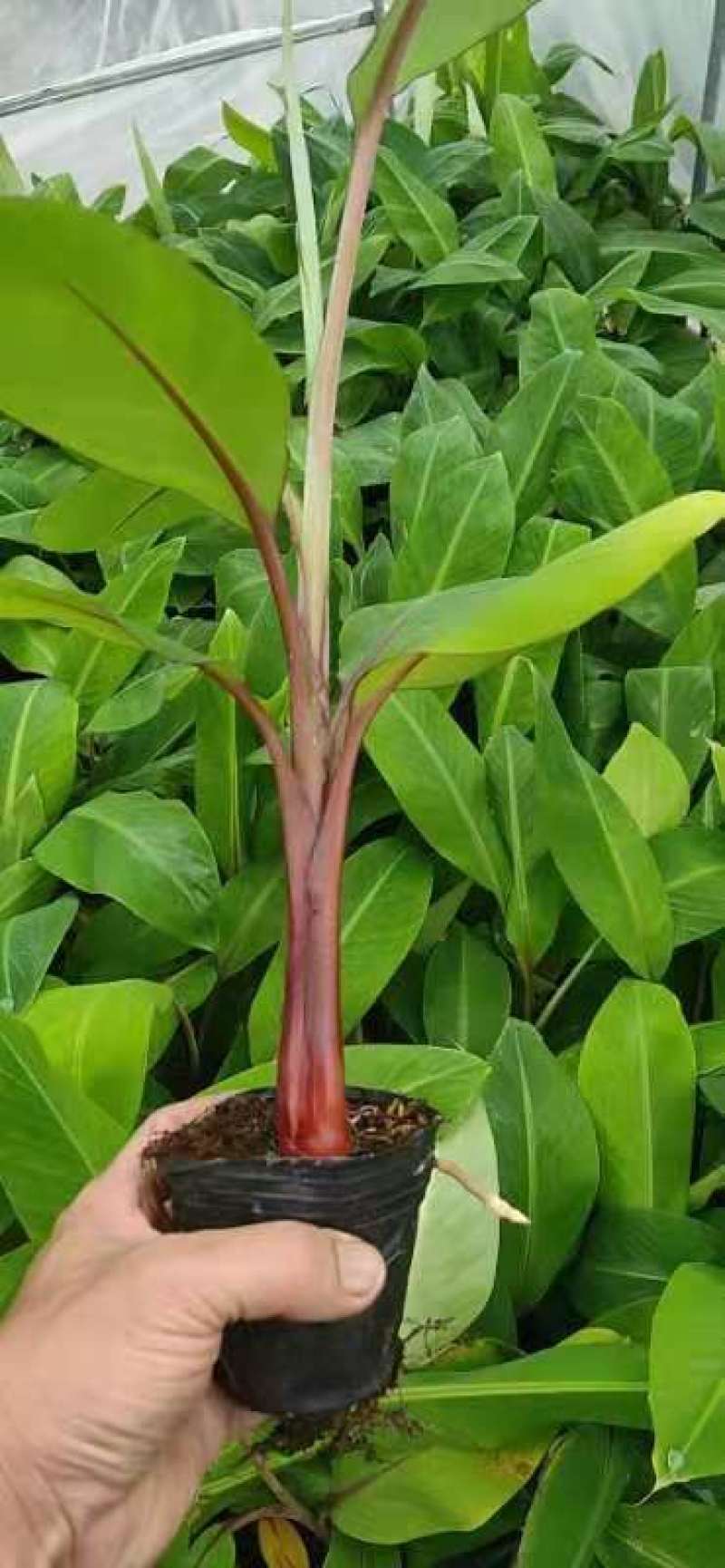 威廉斯b6香蕉苗/巴西蕉苗/南天黄香蕉苗/广东香蕉苗/