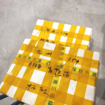 威廉斯b6香蕉苗/巴西蕉苗/南天黄香蕉苗/广东香蕉苗/