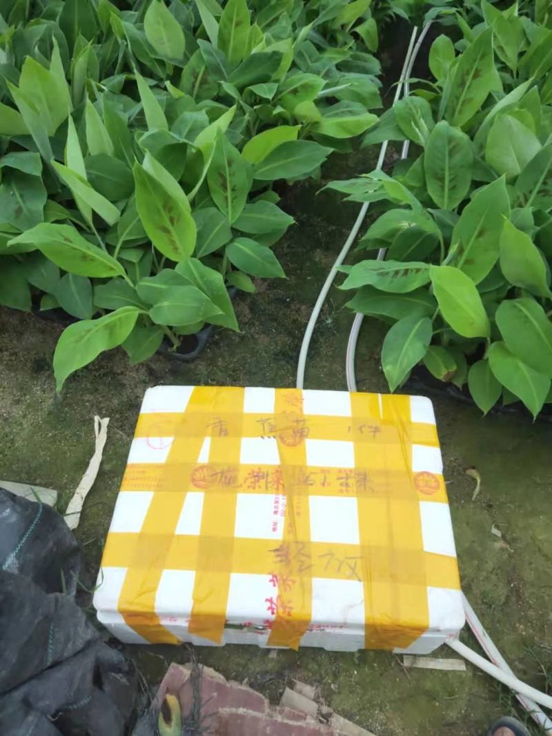 威廉斯b6香蕉苗/巴西蕉苗/南天黄香蕉苗/广东香蕉苗/