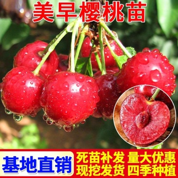 樱桃树樱桃树苗美早车厘子南方北方种植盆栽地栽乔