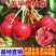 樱桃树樱桃树苗美早车厘子南方北方种植盆栽地栽乔
