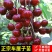 【聚便宜】矮化樱桃苗樱桃树苗南北方种植当年结果