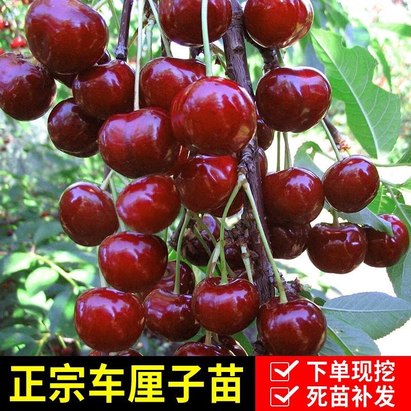 【聚便宜】矮化樱桃苗樱桃树苗南北方种植当年结果