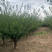 原生红梅基地一手货源，精品树型，成活率高。有需求联