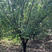 原生红梅基地一手货源，精品树型，成活率高。有需求联