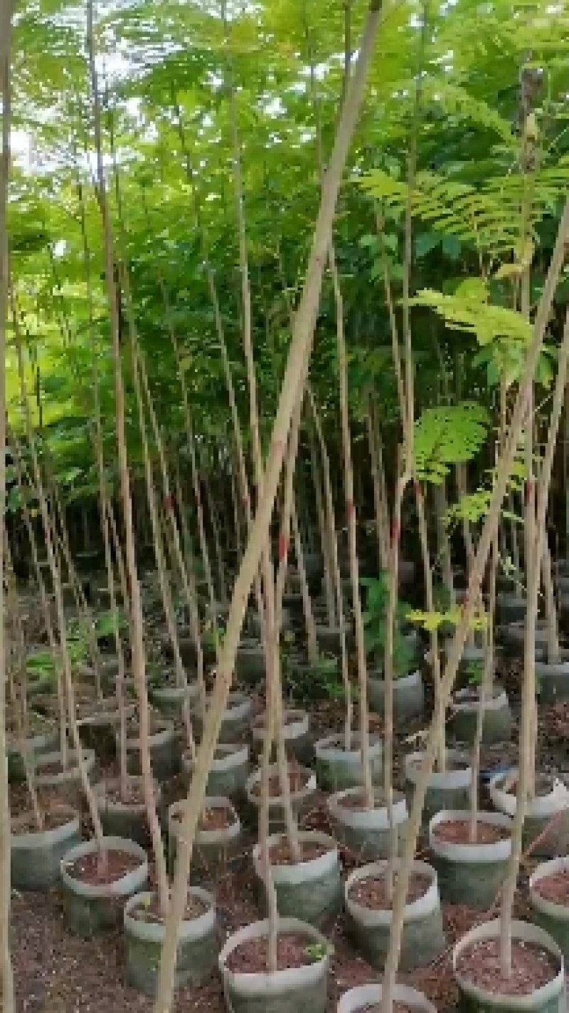 出售布袋凤凰木1.5一2米高，需要的老板联系