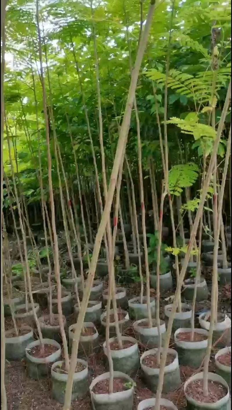 出售布袋凤凰木1.5一2米高，需要的老板联系